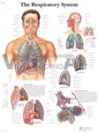 The Respiratory System - Anatomical Chart